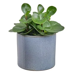 Butlers Blumentöpfe & Übertöpfe-GLAZE Blumentopf